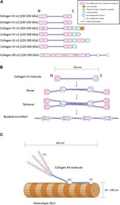 The coordinated activities of collagen VI and XII in maintenance of tissue structure, function and repair: evidence for a physical interaction